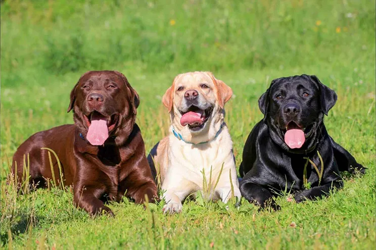 3 Dog Limit Apartments