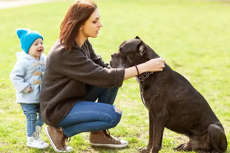 Cane Corso Friendly Apartments