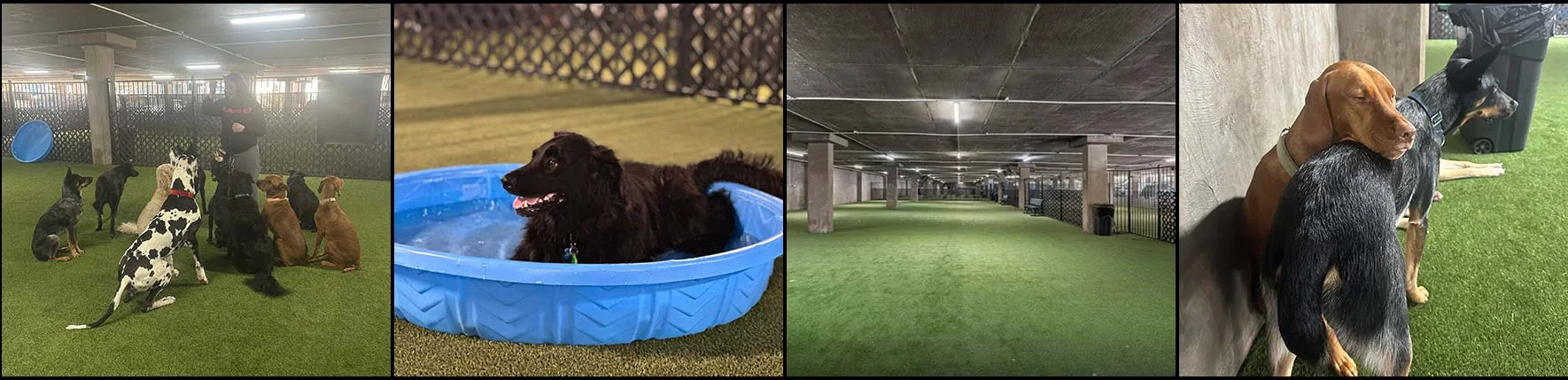 Covered Indoor Dog Park