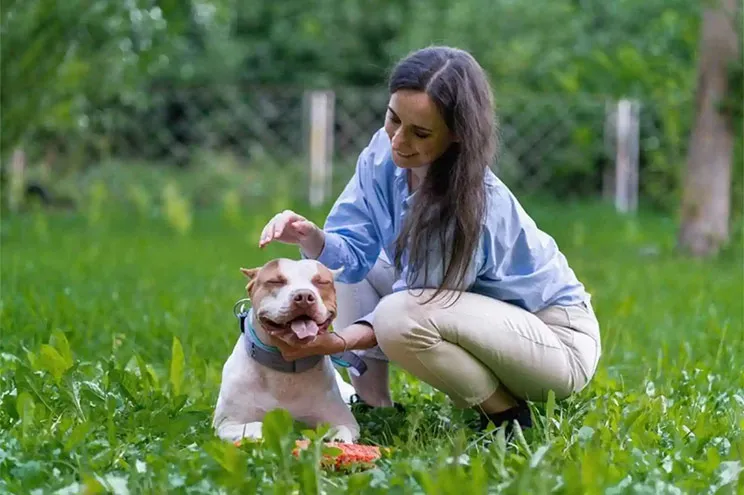 American Pit Bull Terrier Friendly Apartments