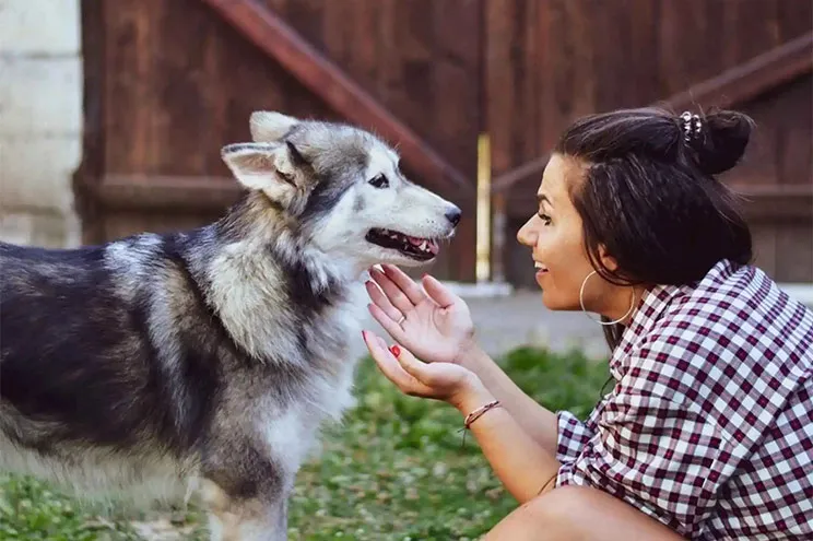 Siberian Husky Friendly Apartments