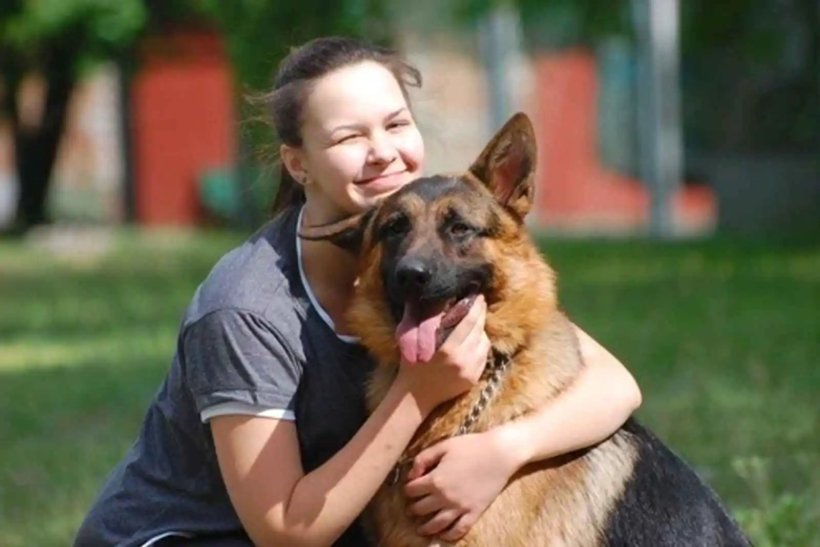 German sales shepherd apartment